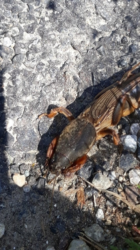 Europäische Maulwurfsgrille - Bild 4