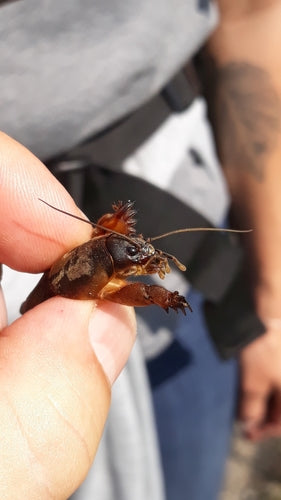 Europäische Maulwurfsgrille - Bild 5