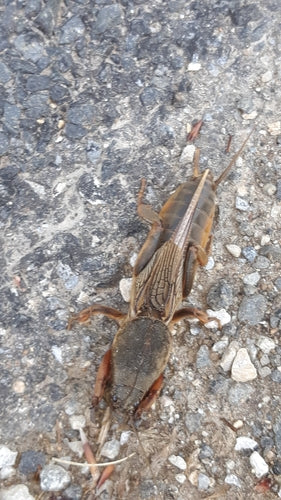 Europäische Maulwurfsgrille - Bild 6