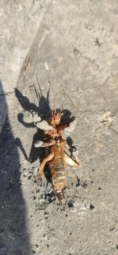 Europäische Maulwurfsgrille - Bild 8