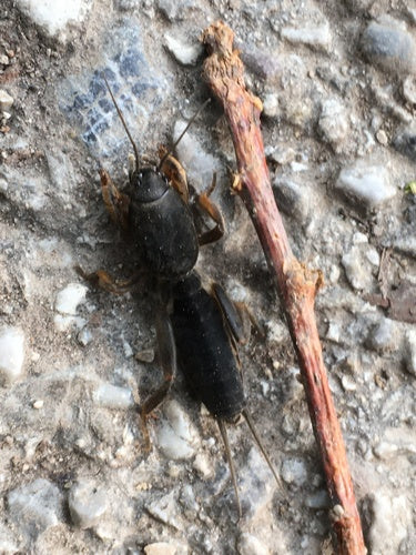 Europäische Maulwurfsgrille - Bild 3