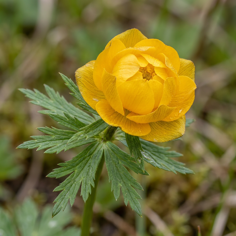 Europäische Trollblume