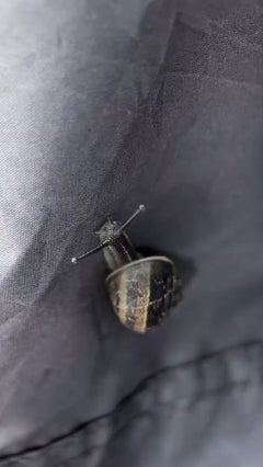 Gefleckte Weinbergschnecke