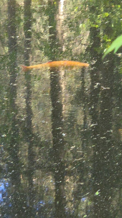 Goldfisch