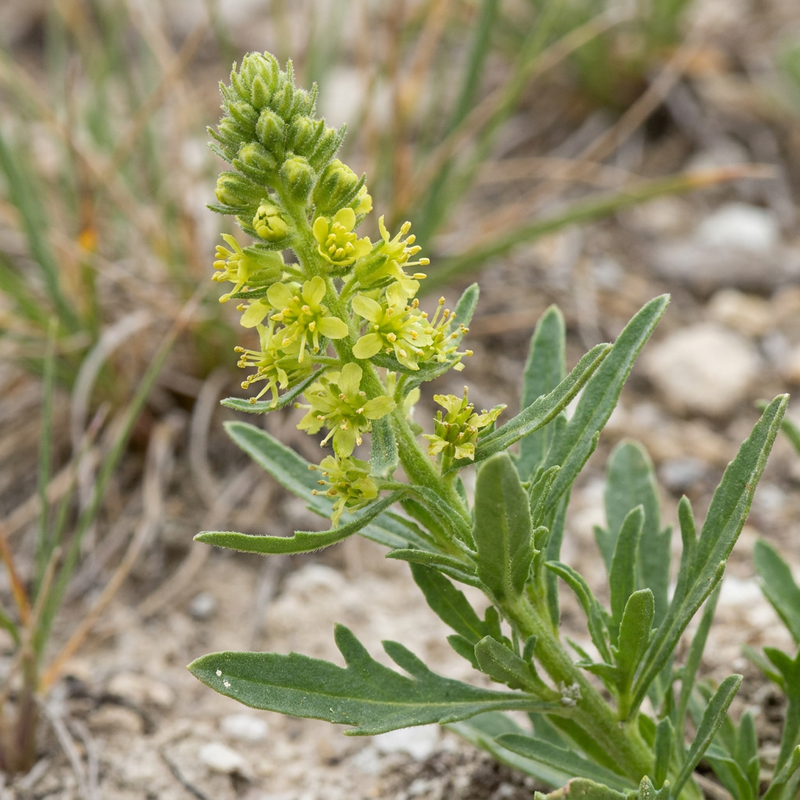 Färber-Resede (Reseda luteola), KI-Illustration