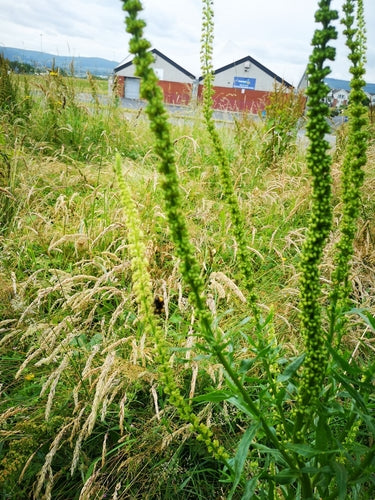 Färber-Resede — Bild 4 von 10