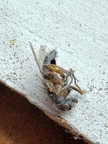 Falsche Stallfliege — Bild 1 von 20
