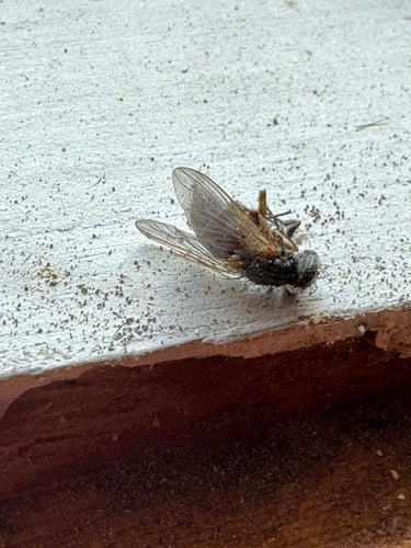Falsche Stallfliege — Bild 2