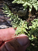 Farne  Silberkraft