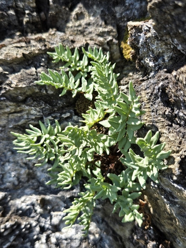Farne  Silberkraft