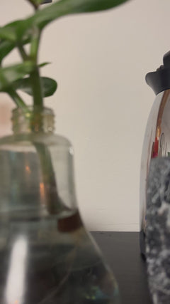 Dörrobstmotte