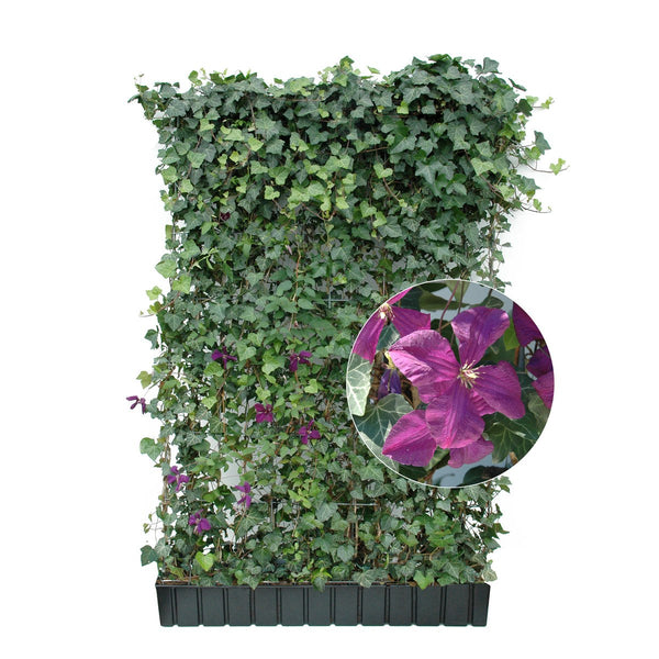 Fertighecke Efeu mit Clematis – Clematis dunkelviolett, freigestellt