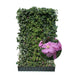 Fertighecke Efeu mit Clematis – Clematis rosa, freigestellt