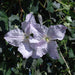 Fertighecke Efeu mit Clematis – Efeu mit Clematis im Detail bzw. im Garten