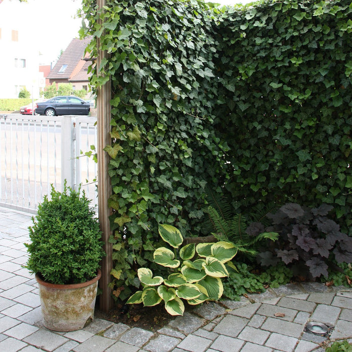 Fertighecke Efeu 'Woerneri' – Efeu 'Woerneri' im Detail bzw. im Garten