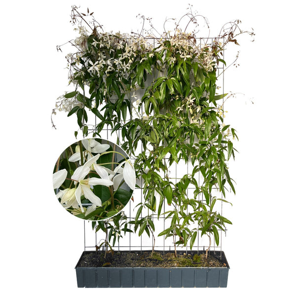 Fertighecke Immergrüne Clematis 'Snow Drift' – Höhe 180 cm, freigestellt