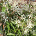 Fertighecke Immergrüne Clematis 'Snow Drift' – Immergrüne Clematis 'Snow Drift' im Detail bzw. im Garten
