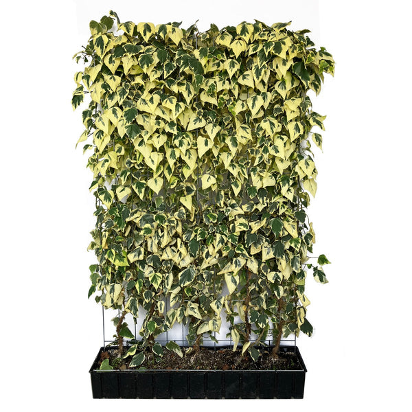 Fertighecke Kaukasus-Efeu 'Dentata Variegata' – Höhe 180 cm, freigestellt