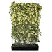 Fertighecke Kaukasus-Efeu 'Dentata Variegata' – Höhe 180 cm, freigestellt