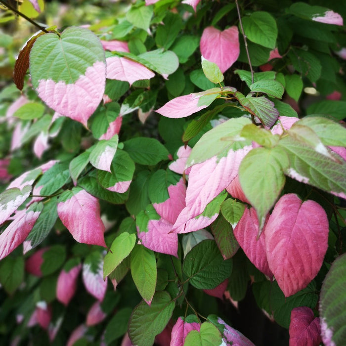 Fertighecke Kiwi 'Dr. Szymanowski' – Kiwi 'Dr. Szymanowski' im Detail bzw. im Garten
