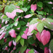 Fertighecke Kiwi 'Dr. Szymanowski' – Kiwi 'Dr. Szymanowski' im Detail bzw. im Garten