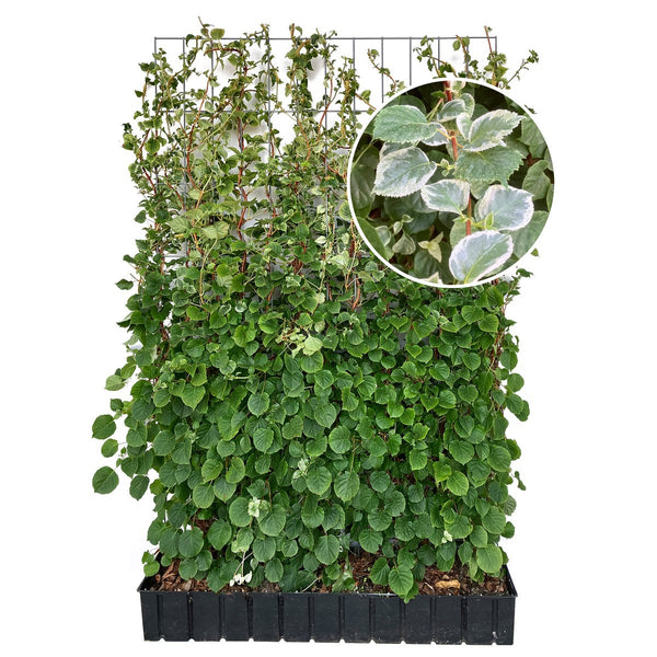 Fertighecke Kletterhortensie 'Take a Chance' – Höhe 180 cm, freigestellt