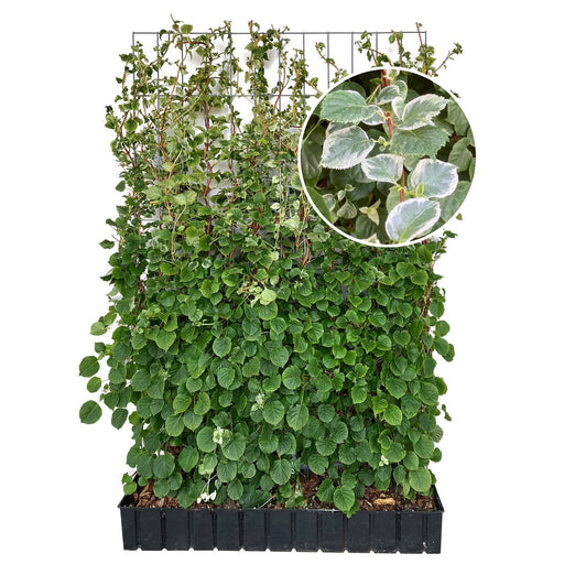 Fertighecke Kletterhortensie 'Take a Chance' – Höhe 180 cm, freigestellt