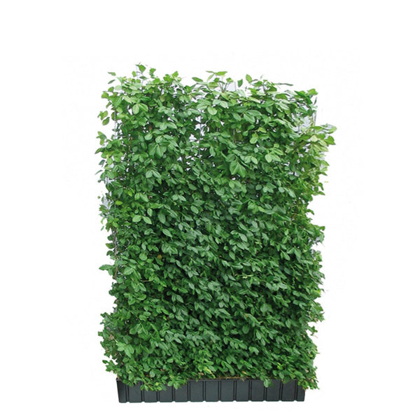 Fertighecke Kriechspindel 'Coloratus' – Höhe 180 cm, freigestellt