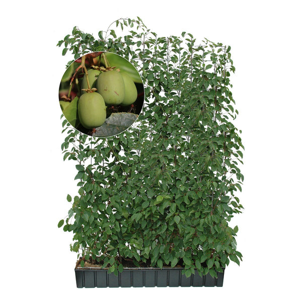 Fertighecke Mini-Kiwi 'Geneva' – Höhe 180 cm, freigestellt