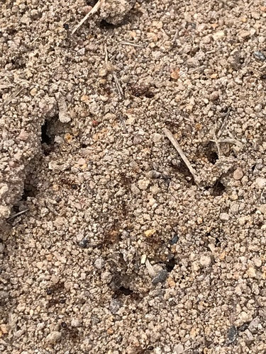 Feuerameisen - Bild 8