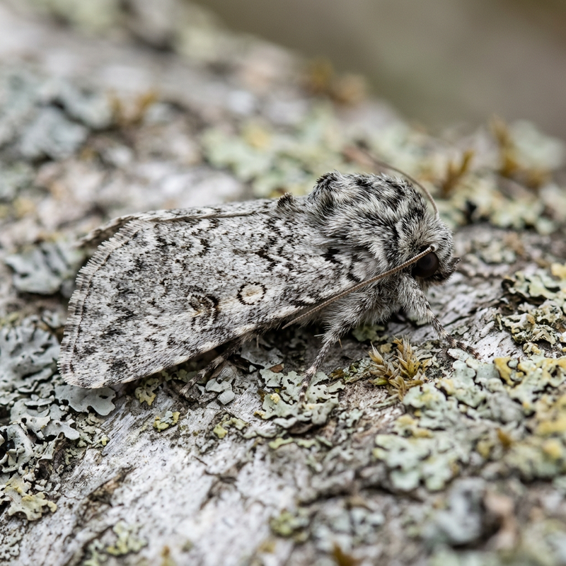 Fieberklee-Eule (Acronicta menyanthidis), KI-Illustration