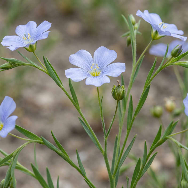 Flachs
