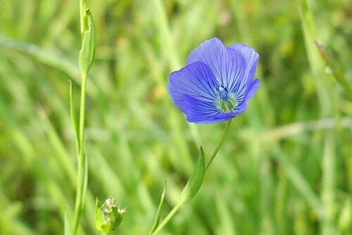 Flachs — Bild 5
