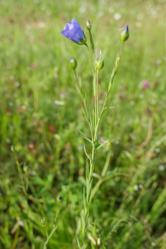 Flachs — Bild 4