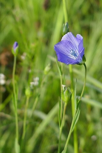 Flachs — Bild 3