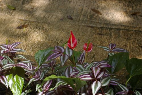 Flamingoblume — Bild 4