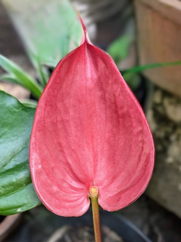 Flamingoblume — Bild 2