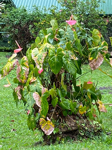 Flamingoblume — Bild 3