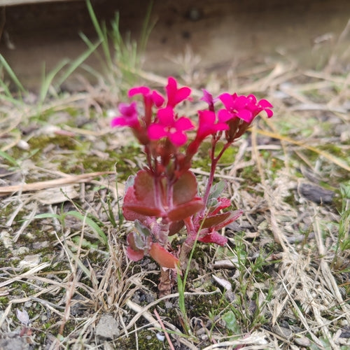 Flammendes Käthchen — Bild 1