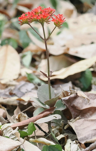 Flammendes Käthchen — Bild 5