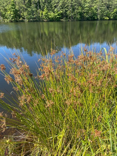 Flatter-Binse — Bild 3 von 9