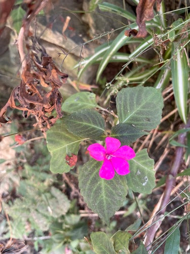 Fleissiges Lieschen - Bild 8