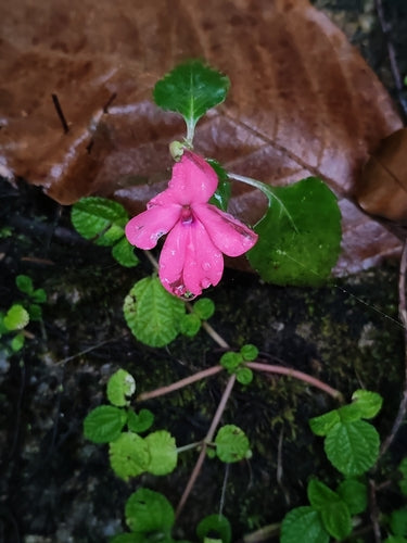 Fleissiges Lieschen — Bild 2 von 48