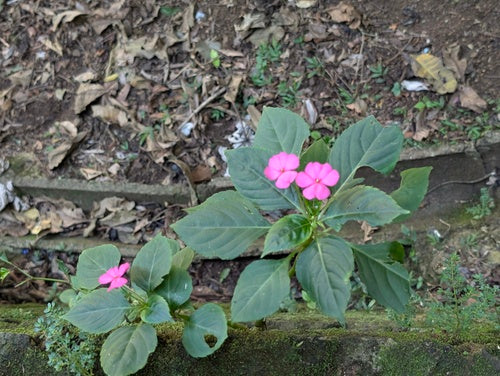 Fleissiges Lieschen - Bild 1