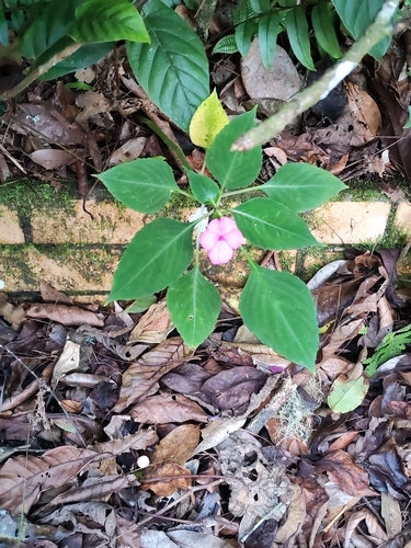 Fleissiges Lieschen — Bild 3 von 48