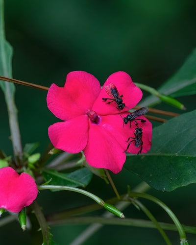 Fleissiges Lieschen - Bild 4