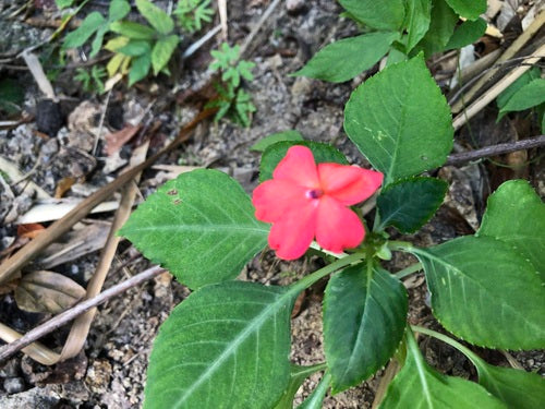 Fleissiges Lieschen — Bild 4