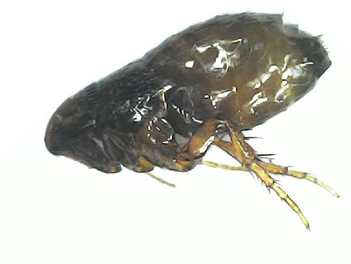 Flöhe — Bild 5
