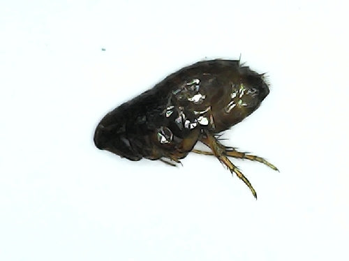Flöhe — Bild 3