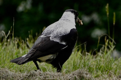 Flötenvogel — Bild 1 von 8